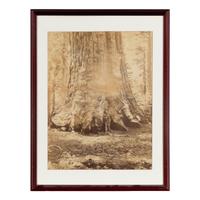 Watkins, Carleton E. (1829-1916). Section of the Grizzly Giant with Galen Clark, Mariposa Grove, Yosemite . Ca 1865-66.