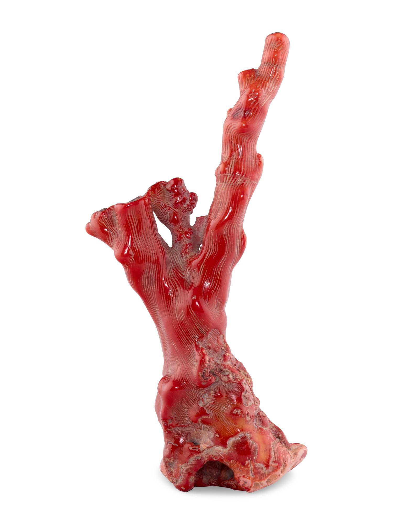 A Red Coral Specimen