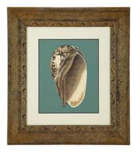 A Pair of Framed Serigraphs of Seashells