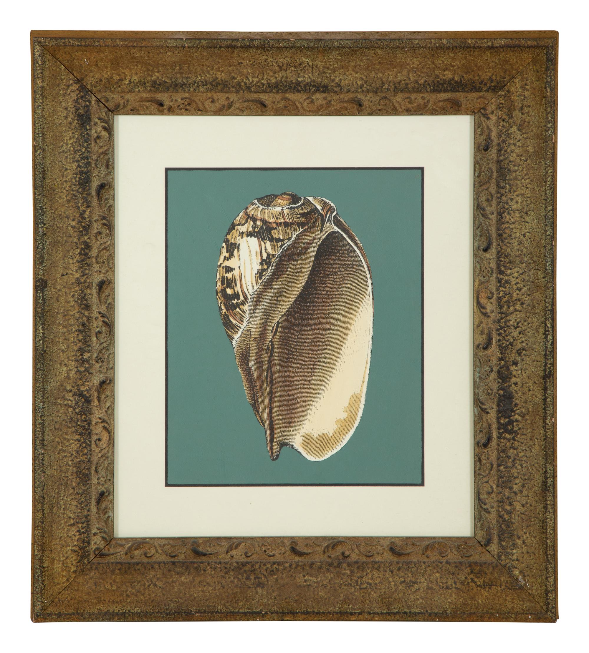 A Pair of Framed Serigraphs of Seashells