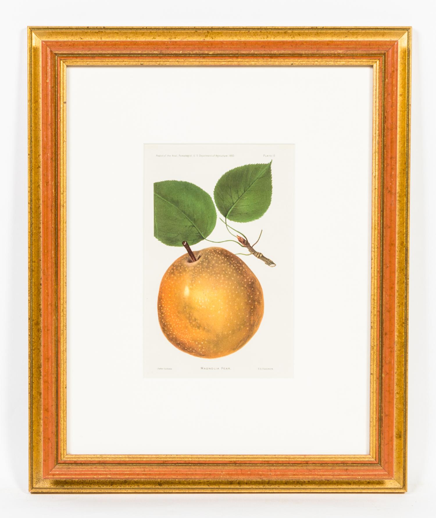 A Group of Four Fruit Prints Height 8 1/4 x width 5 3/8 inches.