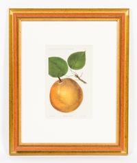 A Group of Four Fruit Prints Height 8 1/4 x width 5 3/8 inches.