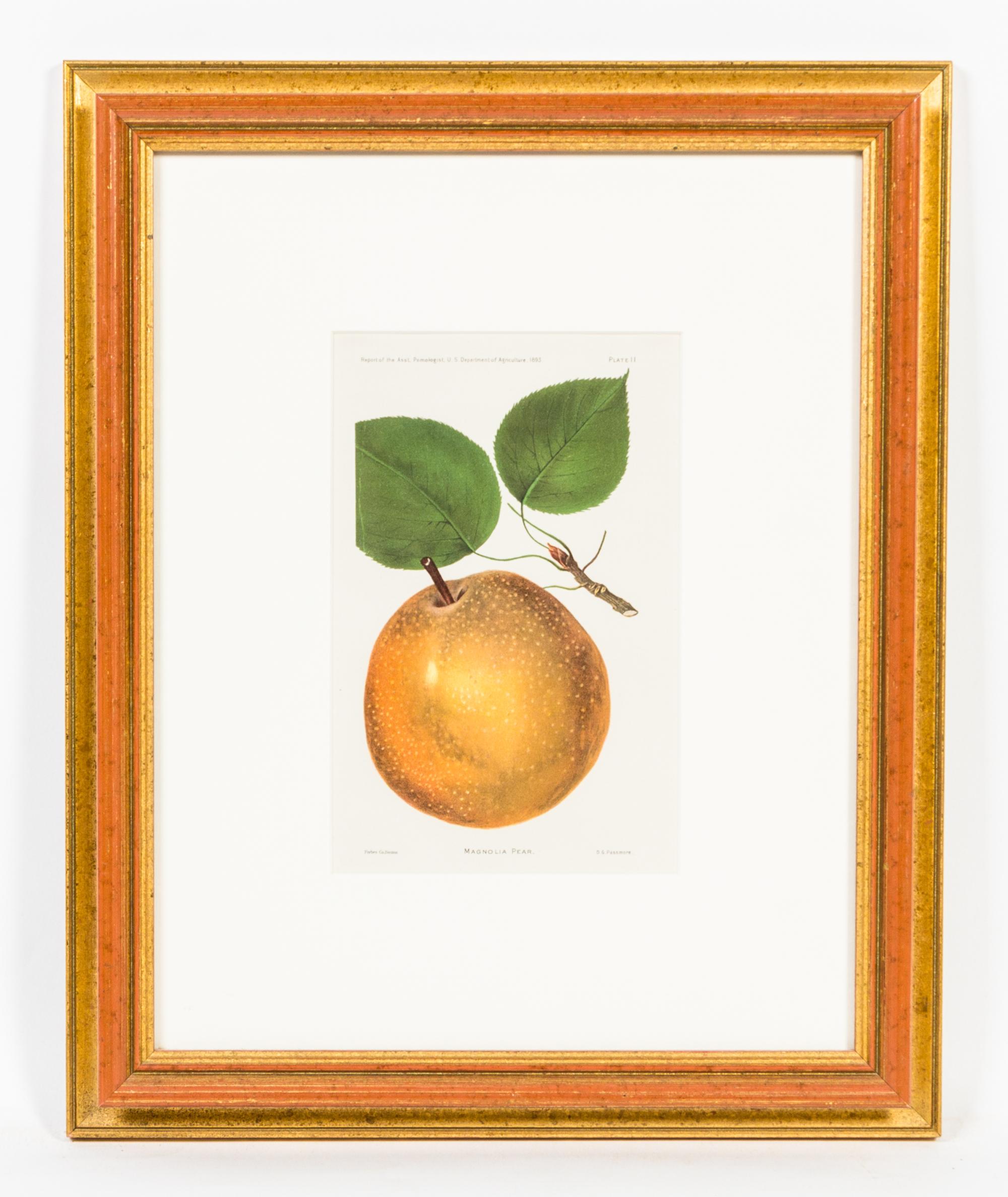 A Group of Four Fruit Prints Height 8 1/4 x width 5 3/8 inches.