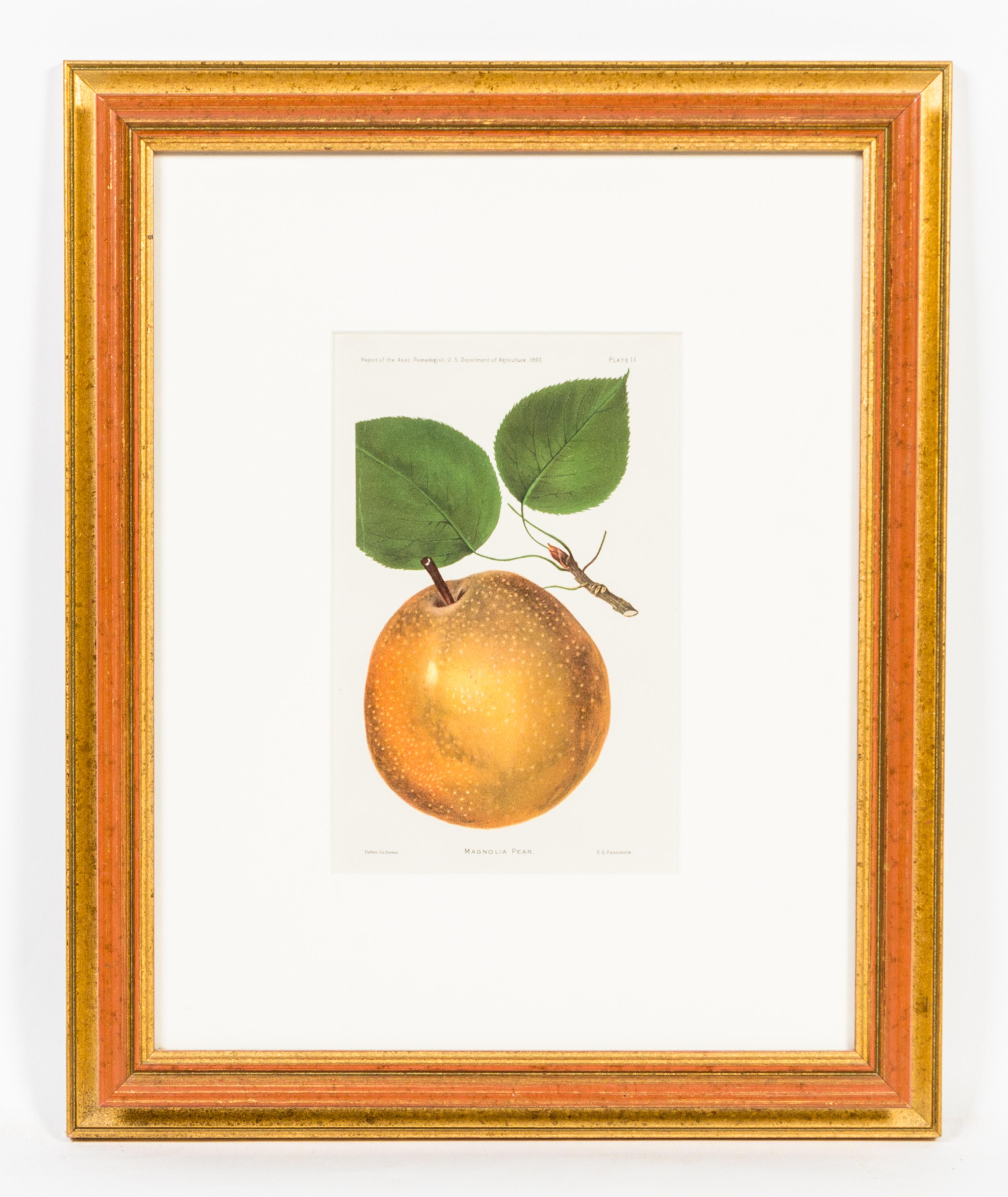 A Group of Four Fruit Prints Height 8 1/4 x width 5 3/8 inches.