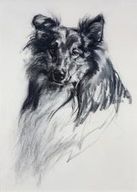 Three Works of Art depicting Shetland Sheepdogs Largest: 17 x 12 inches.