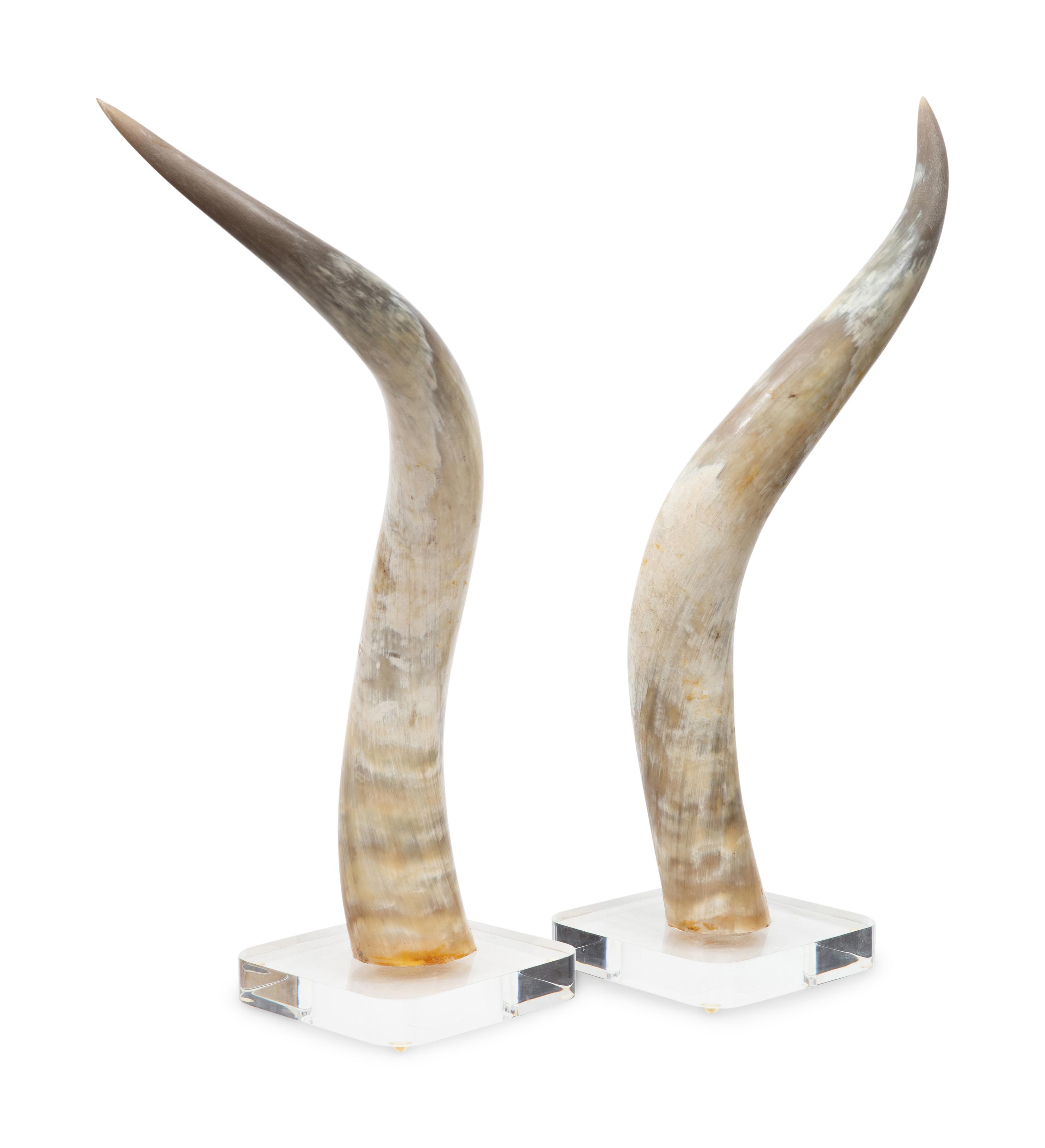 A Large Pair of Steer Horns