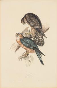 GOULD, John (1801-1881)