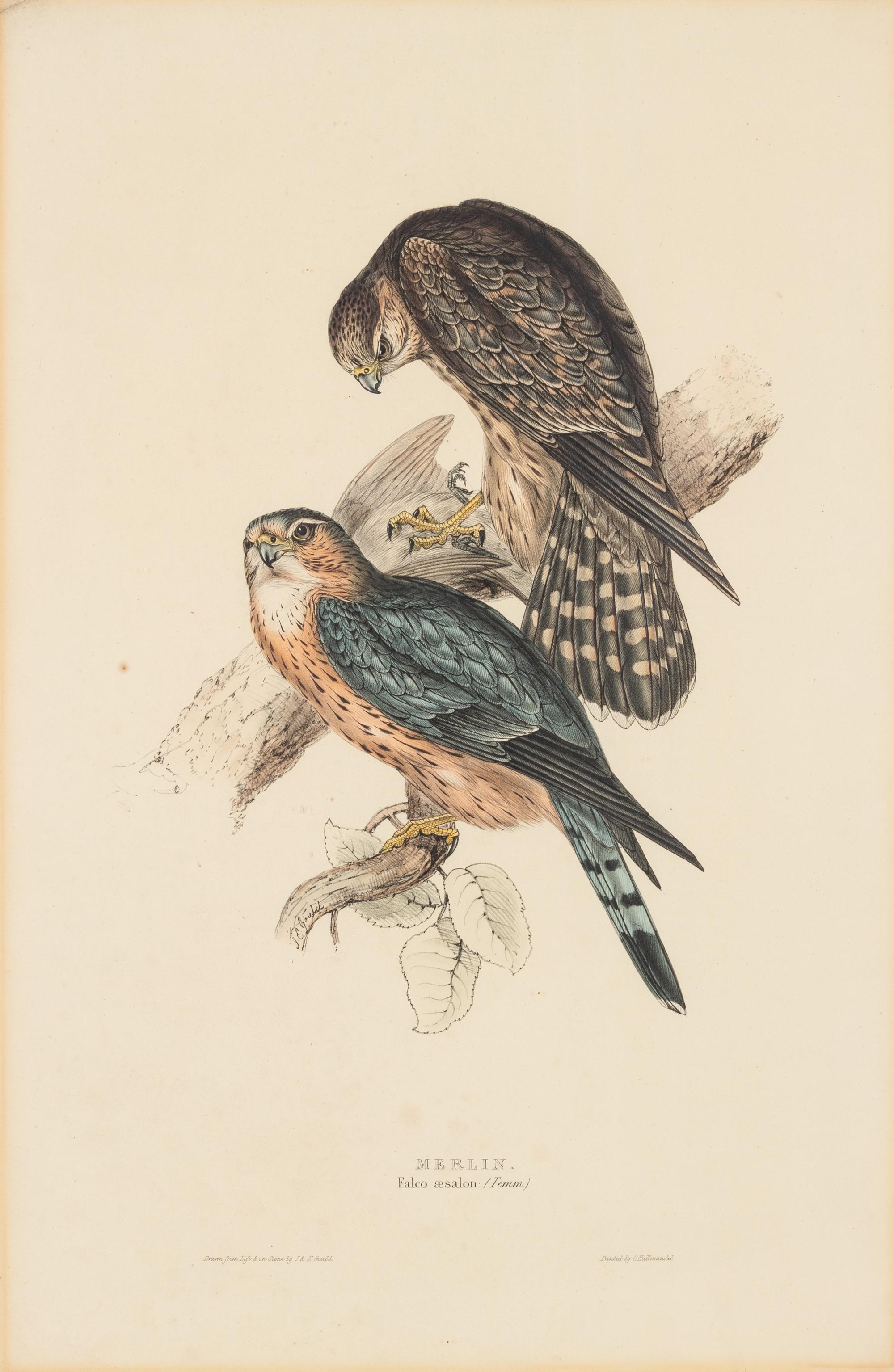 GOULD, John (1801-1881)