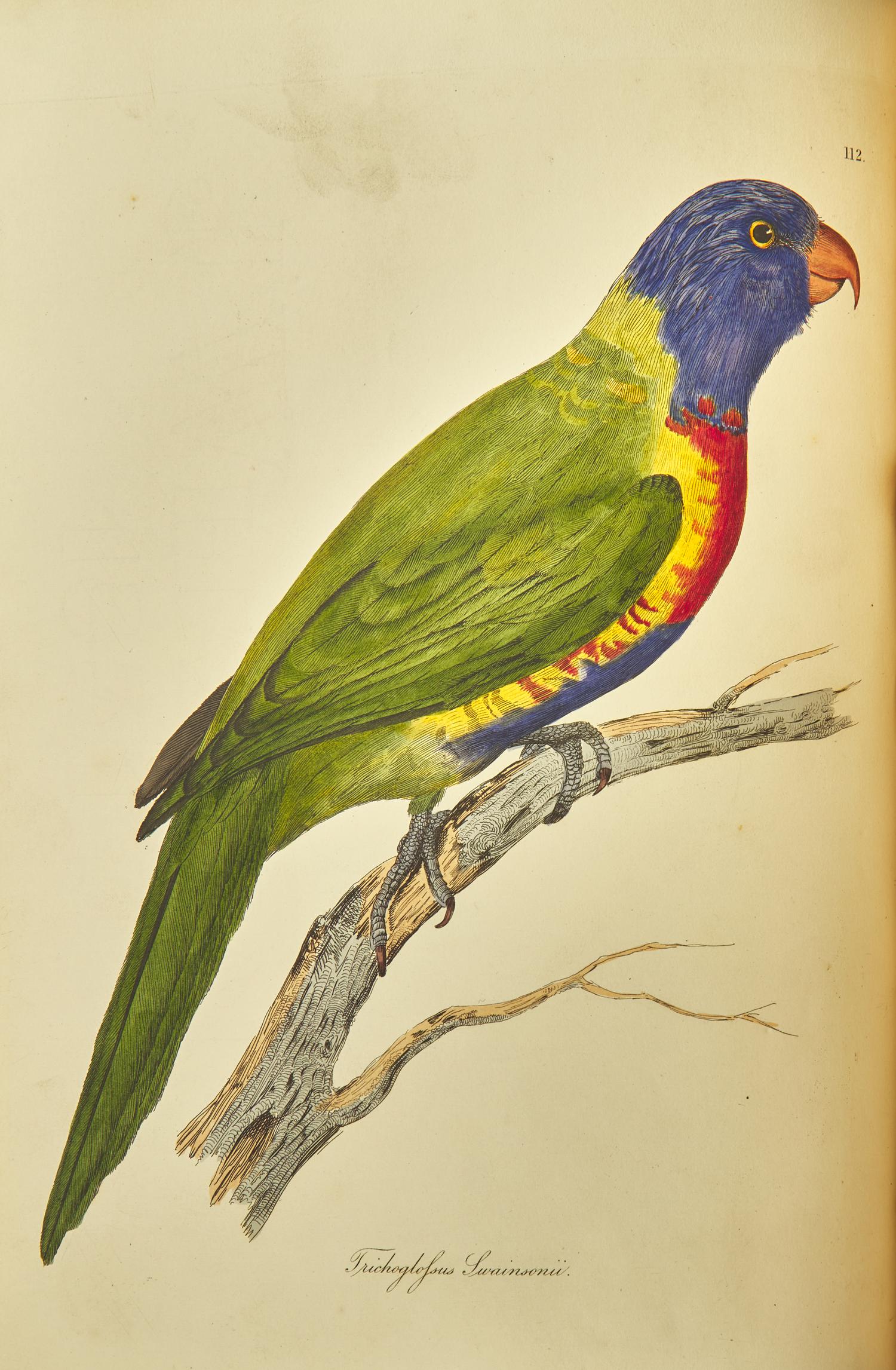 [Natural History] Jardine, Sir William, and Prideaux John Selby. Illustrations of Ornithology