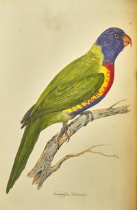 [Natural History] Jardine, Sir William, and Prideaux John Selby. Illustrations of Ornithology