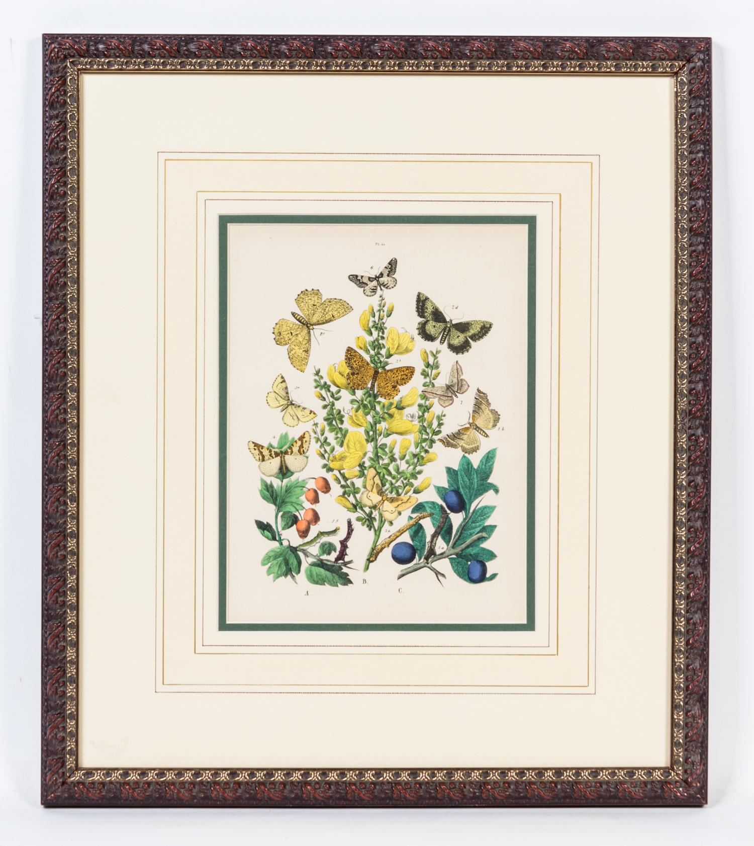 A Set of Four Handcolored Engravings Height of each 20 x width 17 inches.