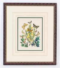 A Set of Four Handcolored Engravings Height of each 20 x width 17 inches.