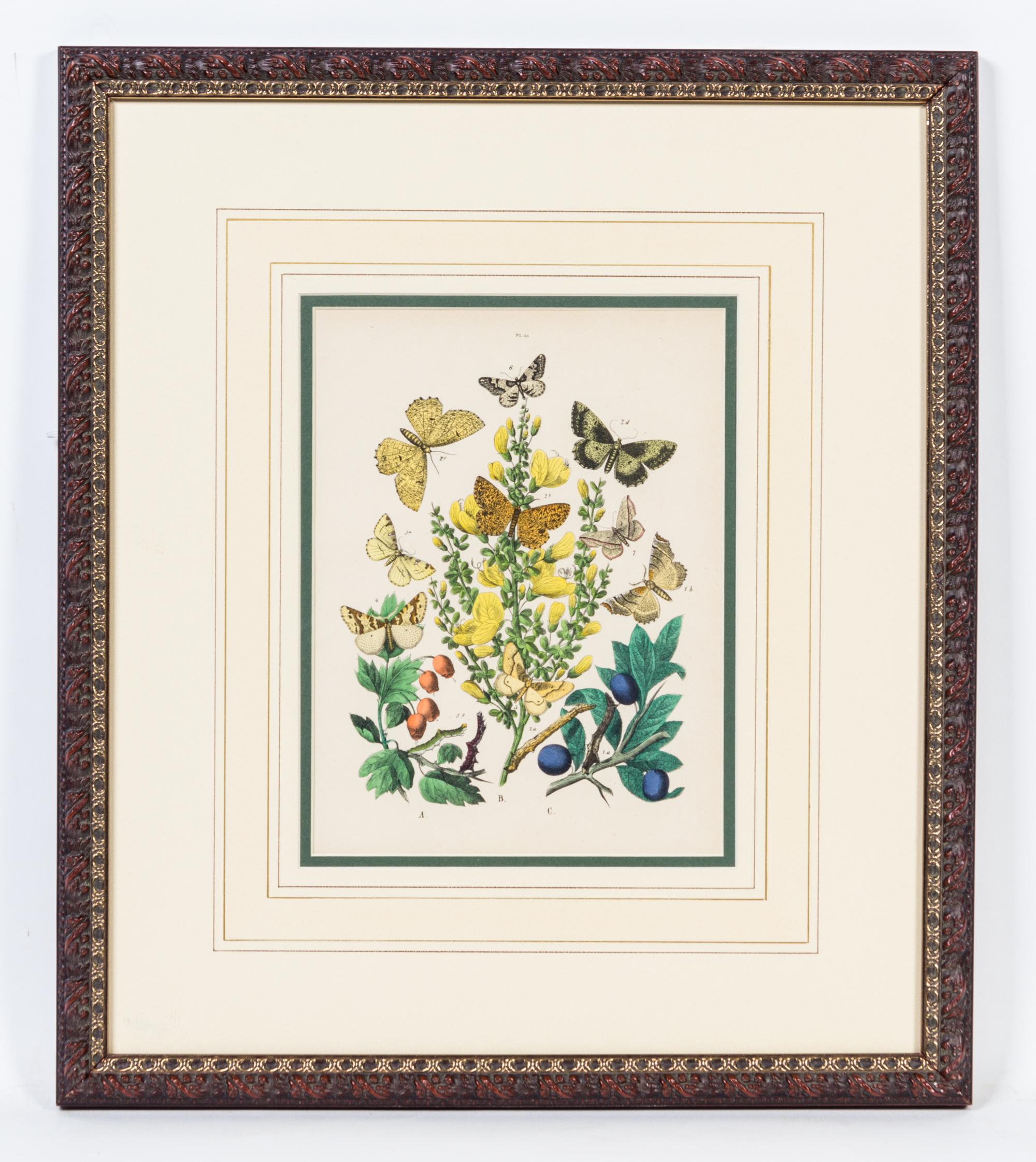 A Set of Four Handcolored Engravings Height of each 20 x width 17 inches.