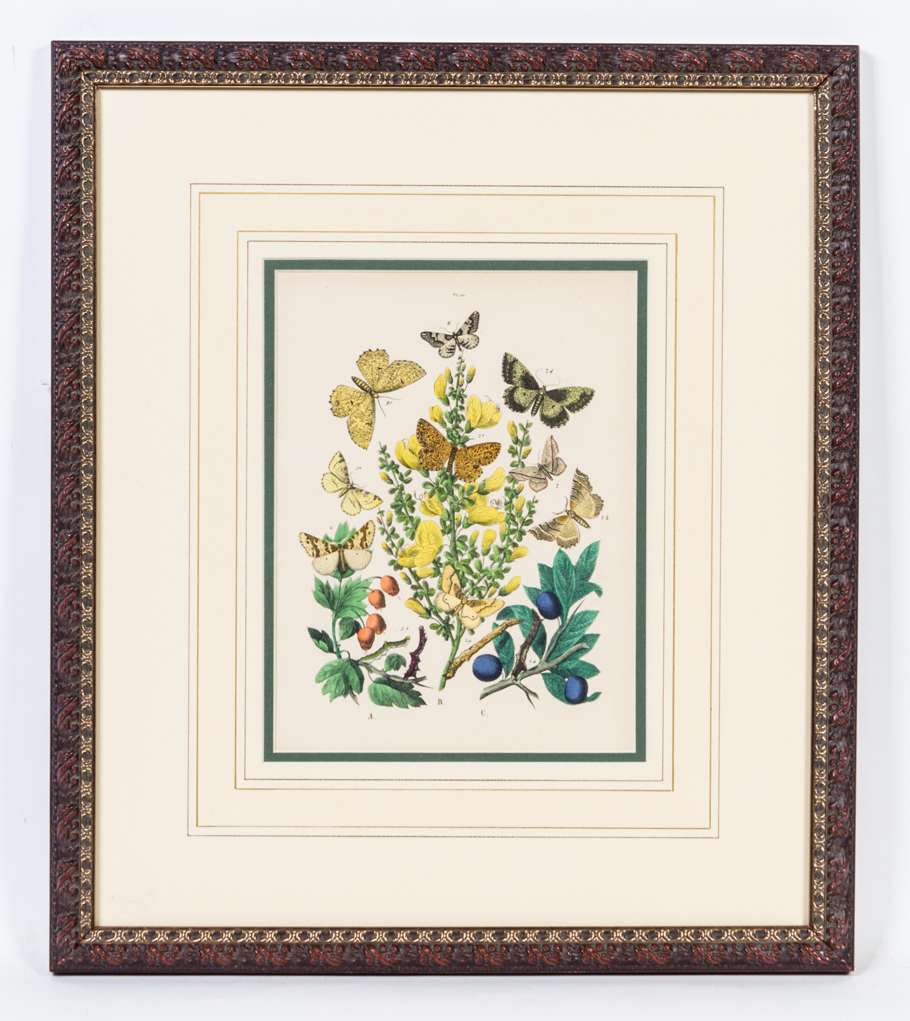 A Set of Four Handcolored Engravings Height of each 20 x width 17 inches.