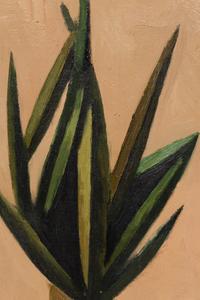 Plante Grasse