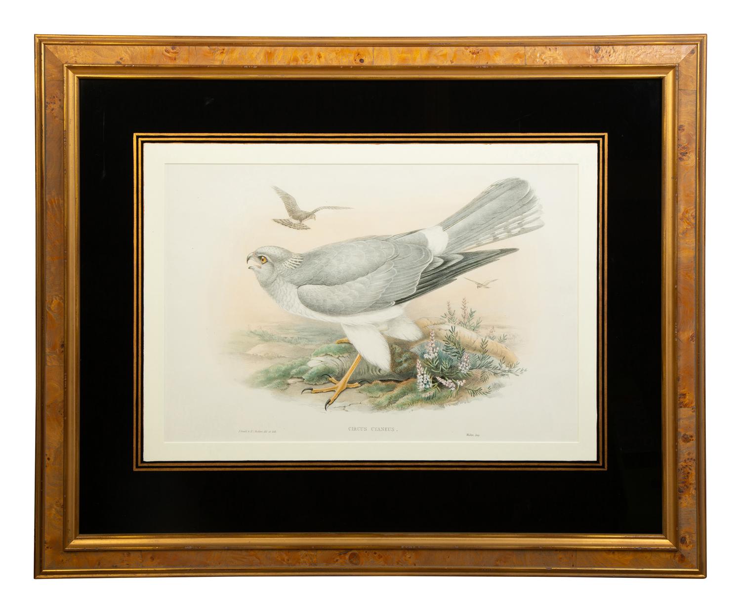 Nine Ornithological Color Lithographs from John Goulds Birds of Great Britain — 19TH CENTURY