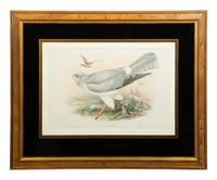 Nine Ornithological Color Lithographs from John Goulds Birds of Great Britain — 19TH CENTURY