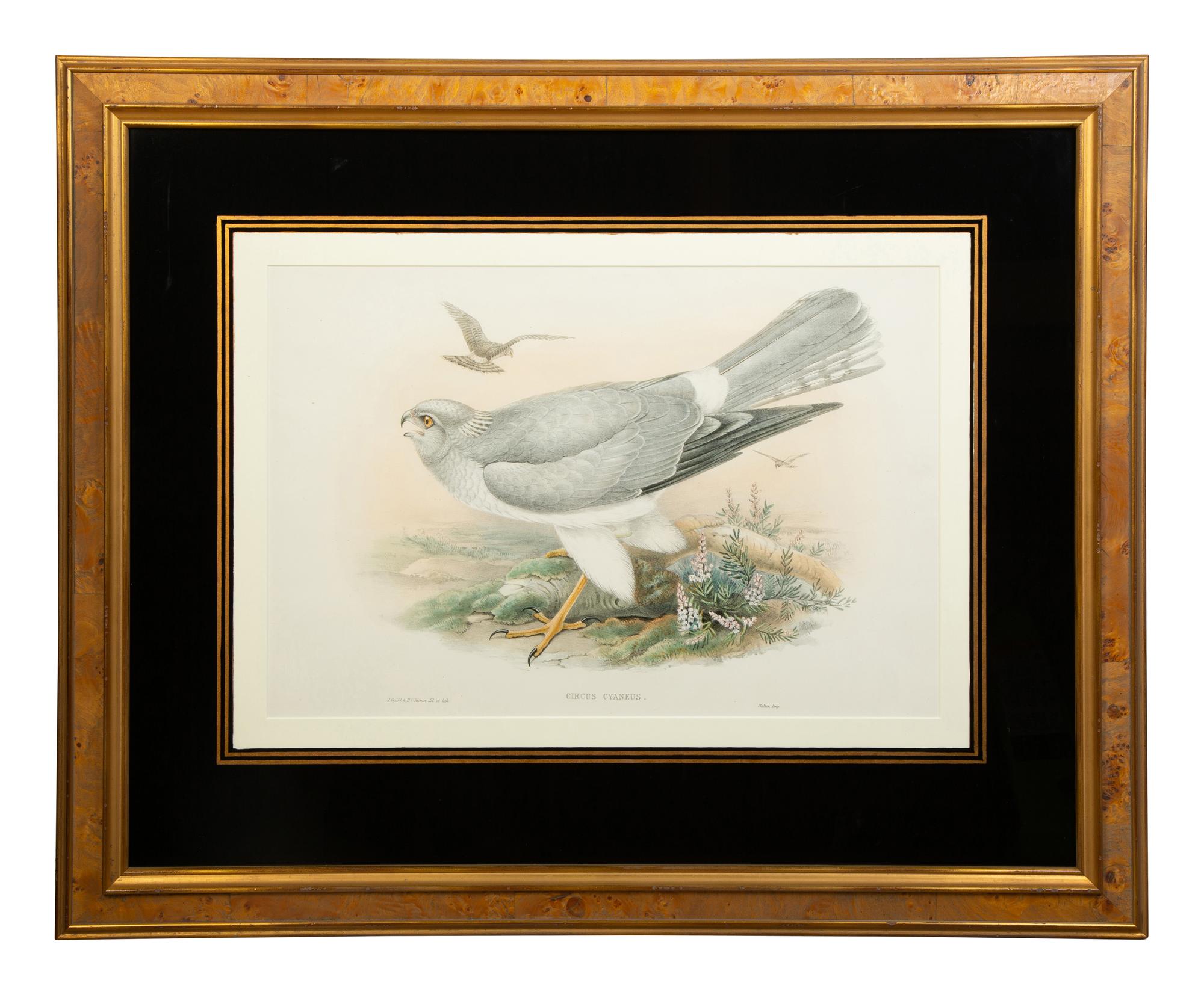 Nine Ornithological Color Lithographs from John Goulds Birds of Great Britain — 19TH CENTURY