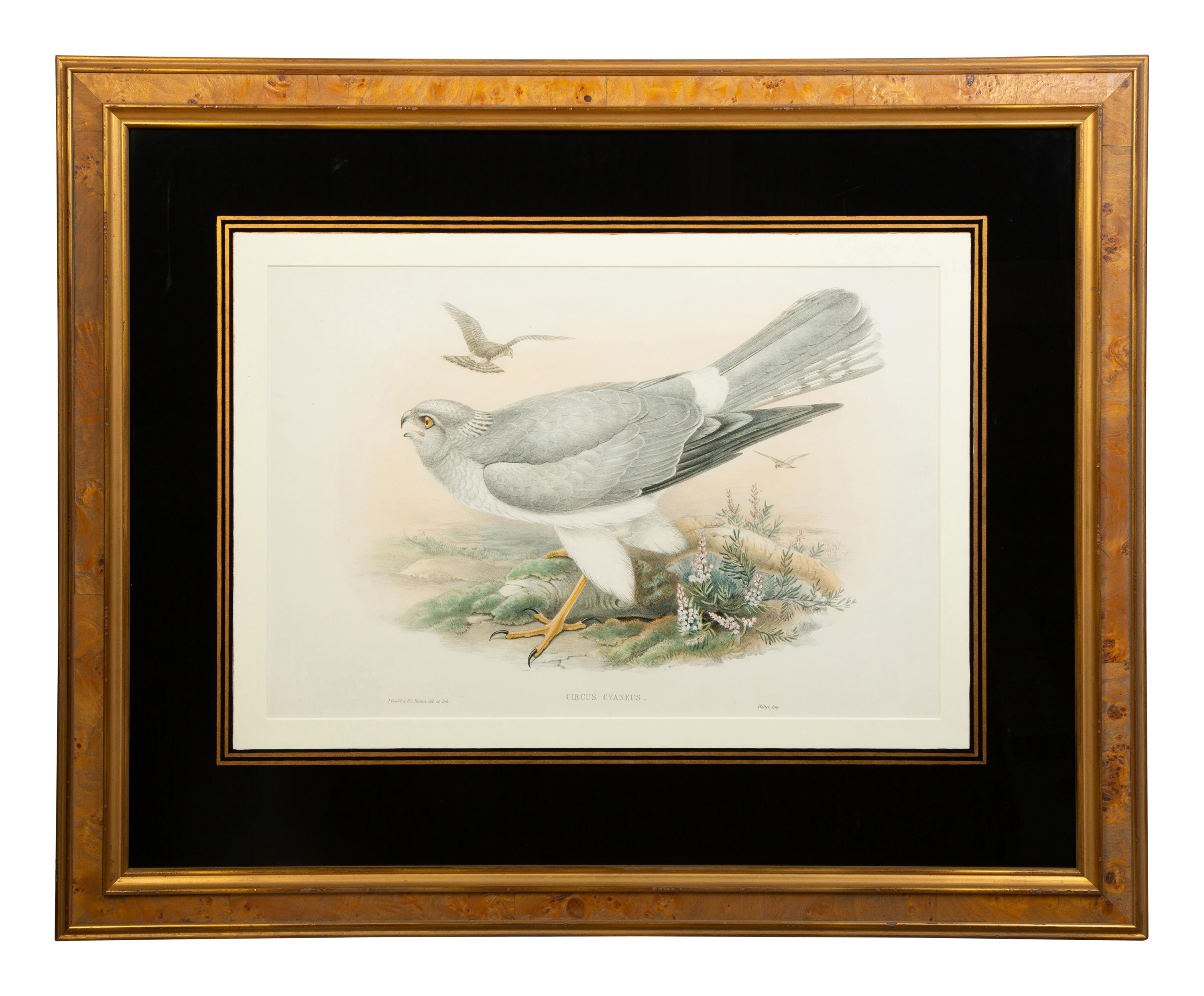 Nine Ornithological Color Lithographs from John Goulds Birds of Great Britain — 19TH CENTURY