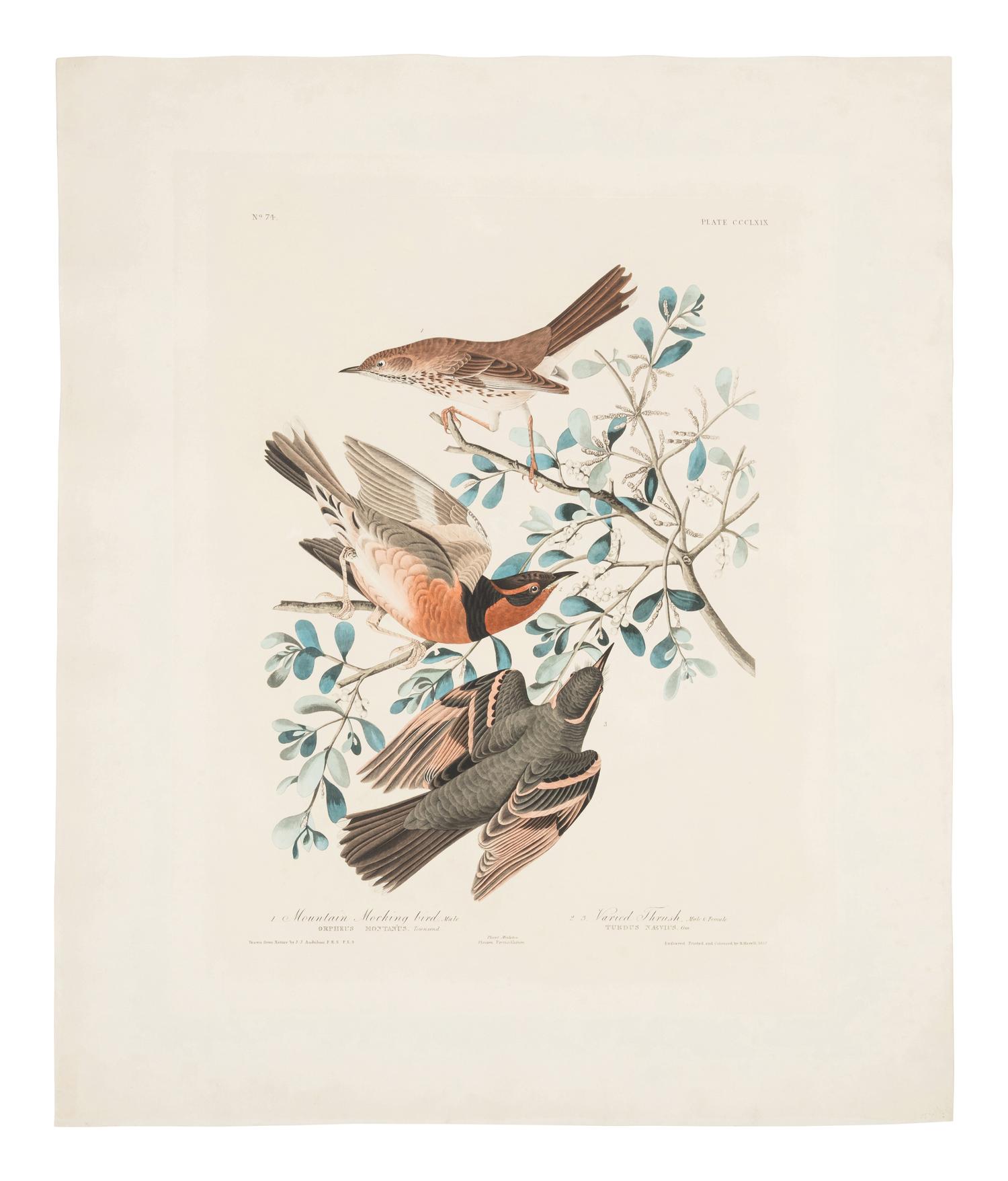 AUDUBON, John James (1785-1851) Mountain Mocking bird. Varied Thrush (Plate CCCLXIX)
