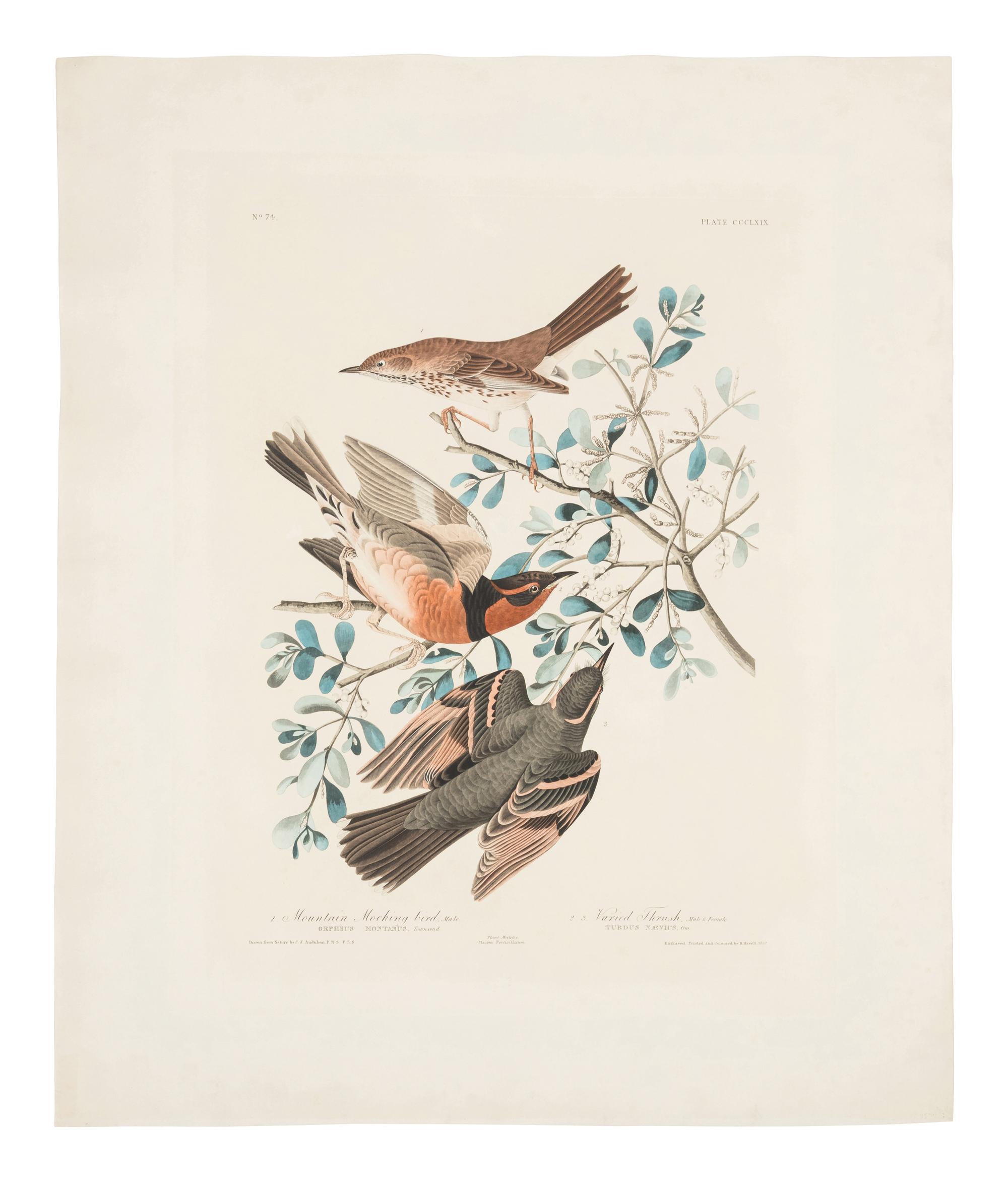 AUDUBON, John James (1785-1851) Mountain Mocking bird. Varied Thrush (Plate CCCLXIX)