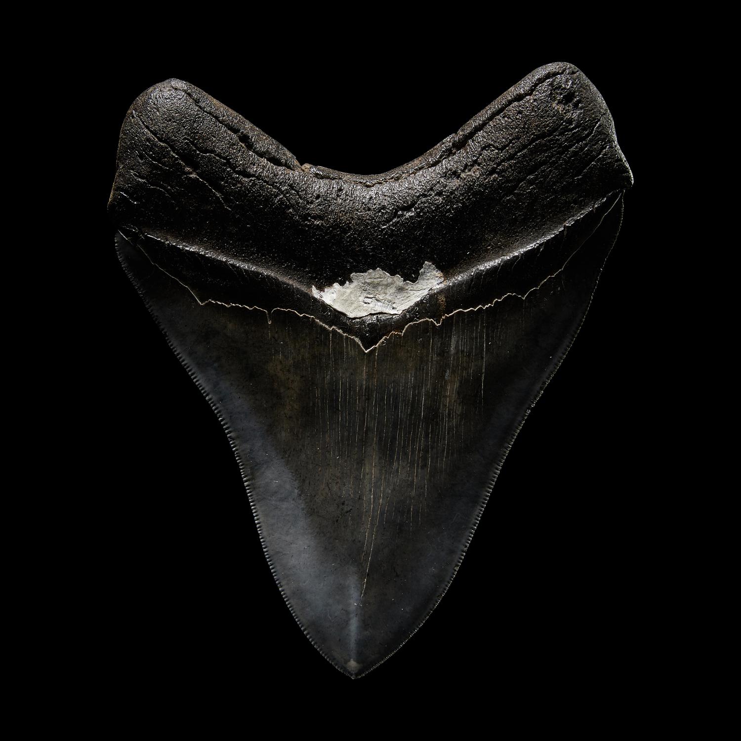 A Megalodon Shark Tooth (Otodus megalodon)