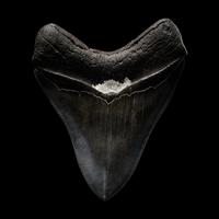 A Megalodon Shark Tooth (Otodus megalodon)