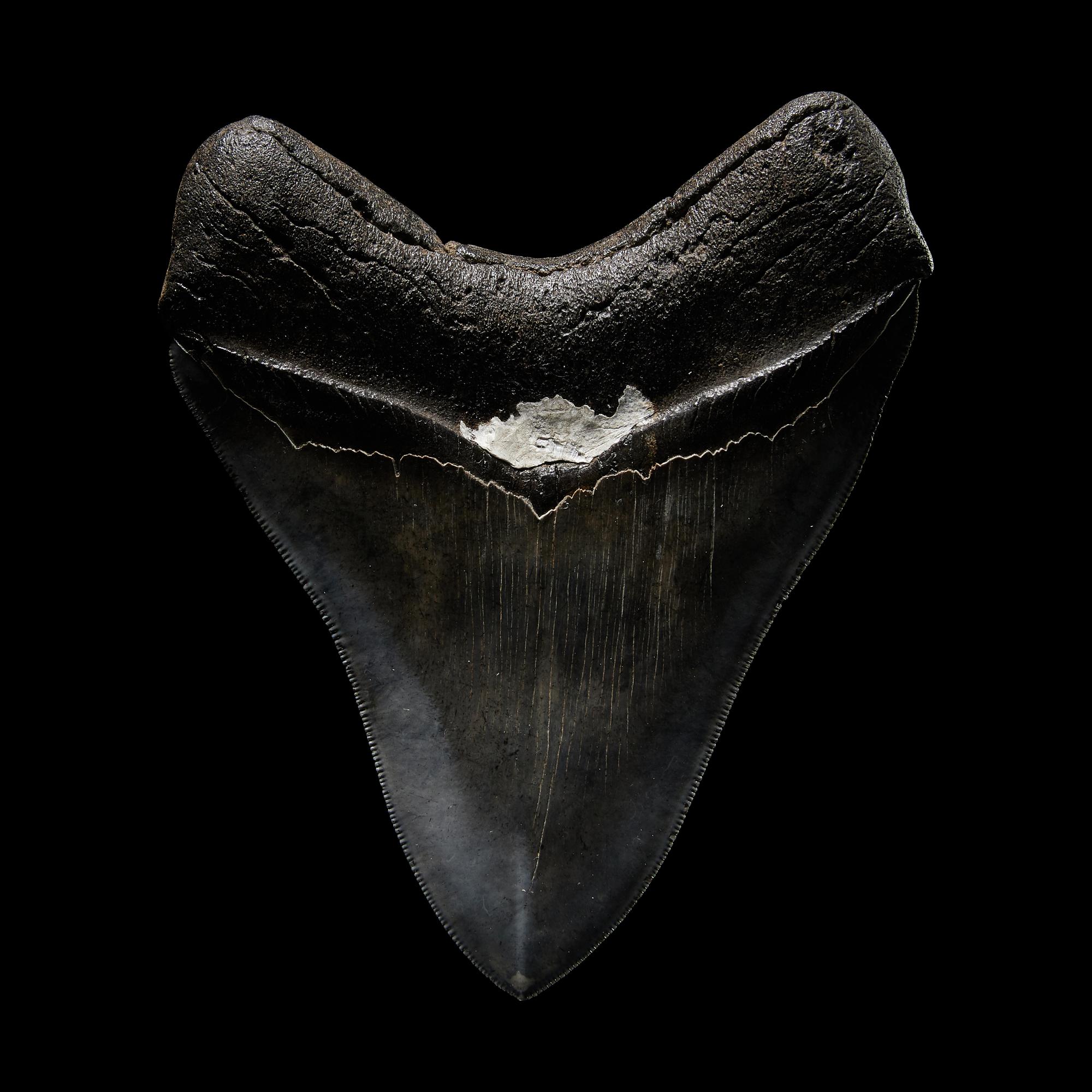A Megalodon Shark Tooth (Otodus megalodon)