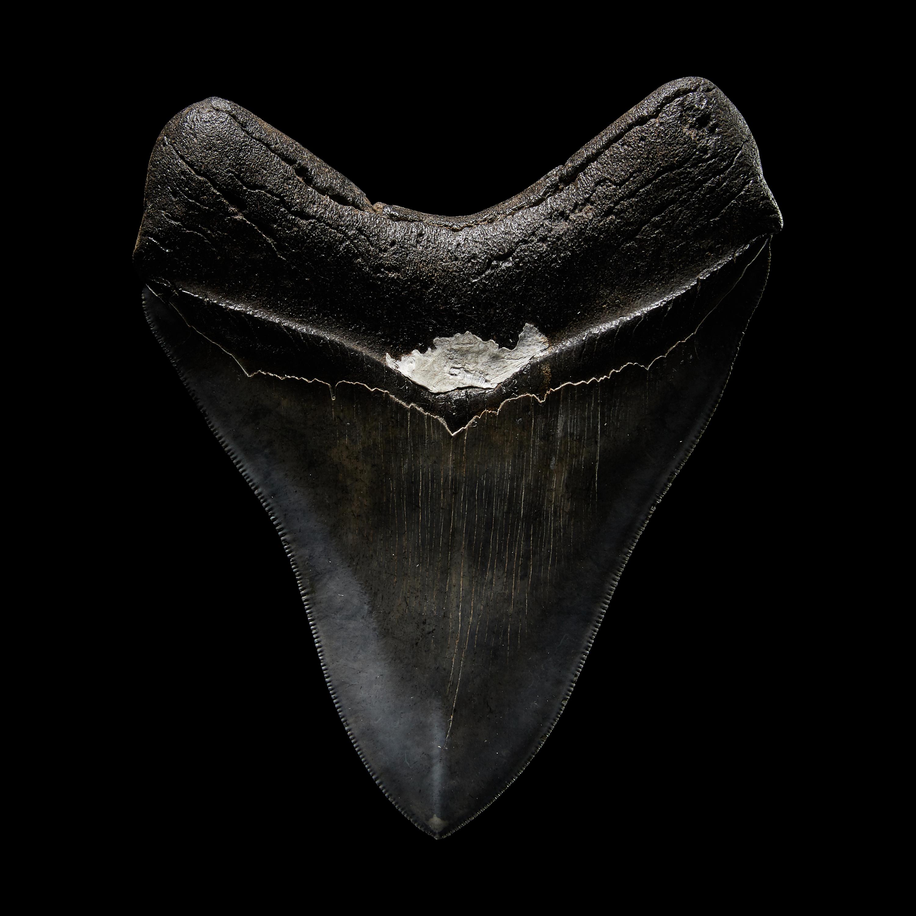 A Megalodon Shark Tooth (Otodus megalodon)