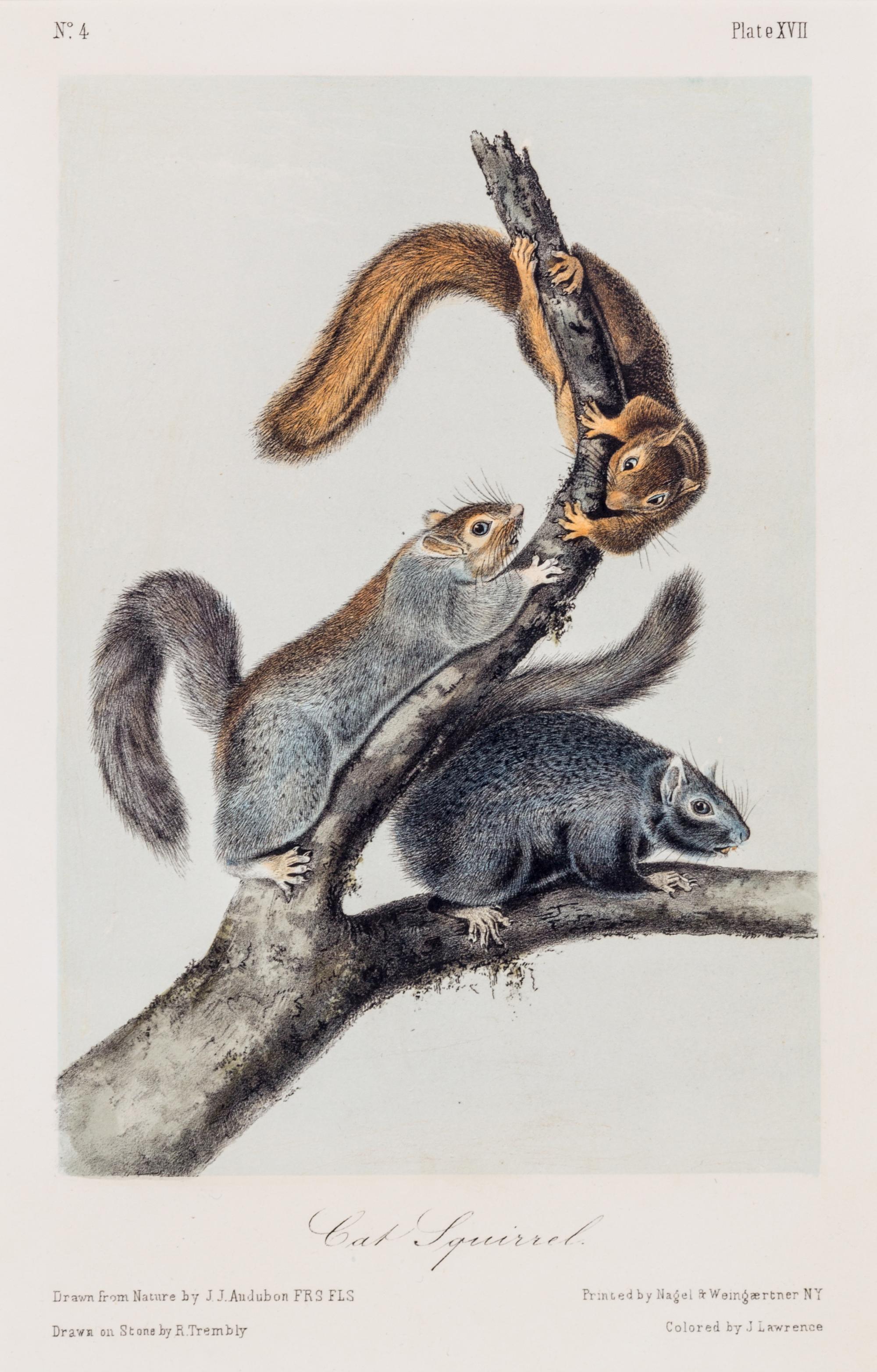 (AUDUBON, JOHN JAMES, after) BOWEN, J.T. Group of three octavo prints from The Quadrupeds or North America, c. 1850.
