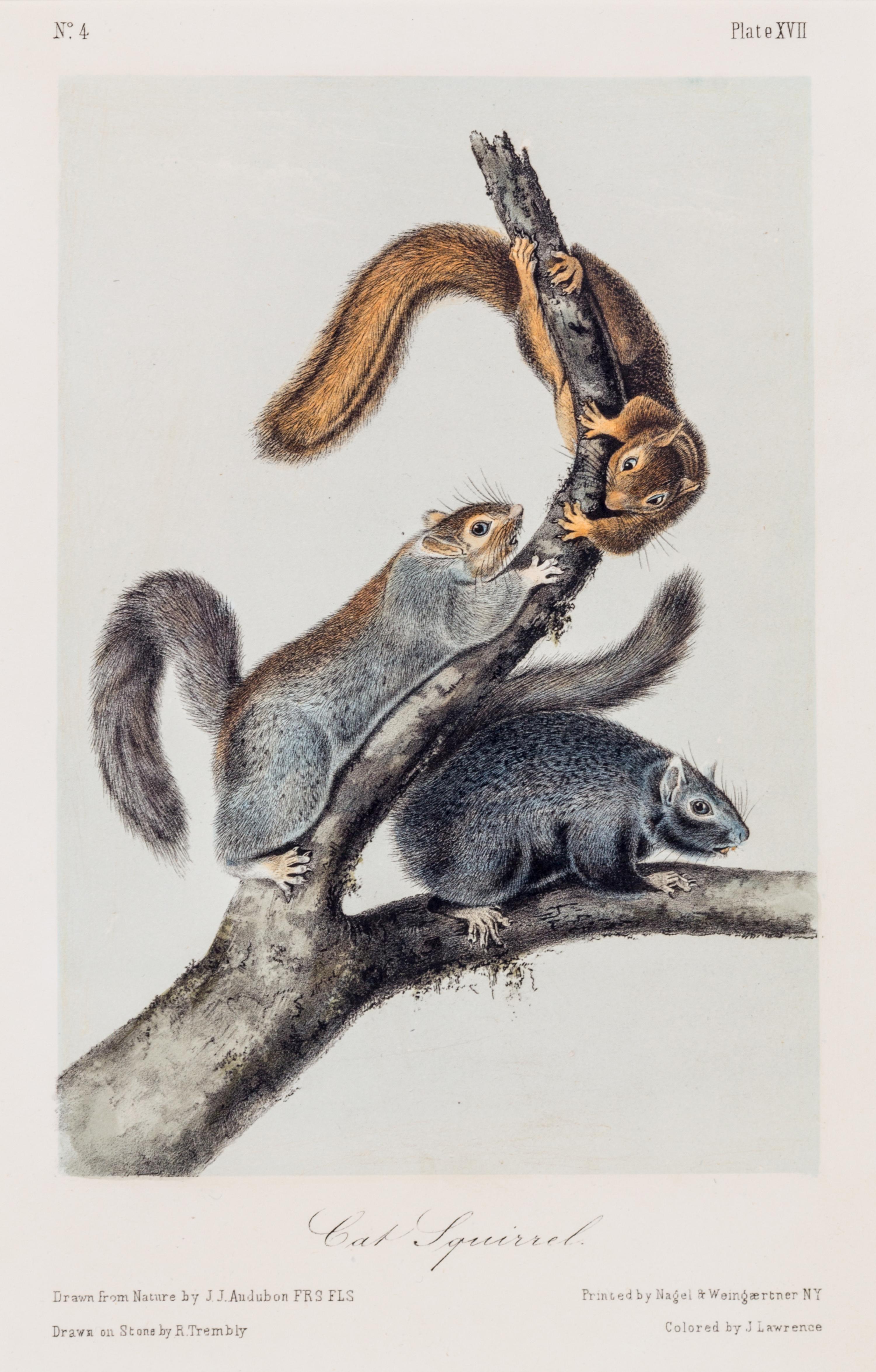 (AUDUBON, JOHN JAMES, after) BOWEN, J.T. Group of three octavo prints from The Quadrupeds or North America, c. 1850.