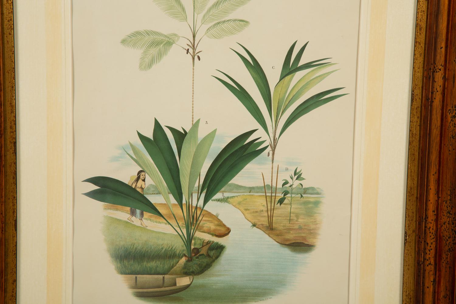 Bactria Constanciae, Astrocaryn Caudescens and Bactris Traillians, Bactric Concinnam, Bactria Bifida, and Amylocarpus Simplifrans, 1903