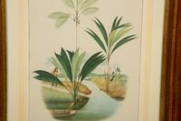 Bactria Constanciae, Astrocaryn Caudescens and Bactris Traillians, Bactric Concinnam, Bactria Bifida, and Amylocarpus Simplifrans, 1903