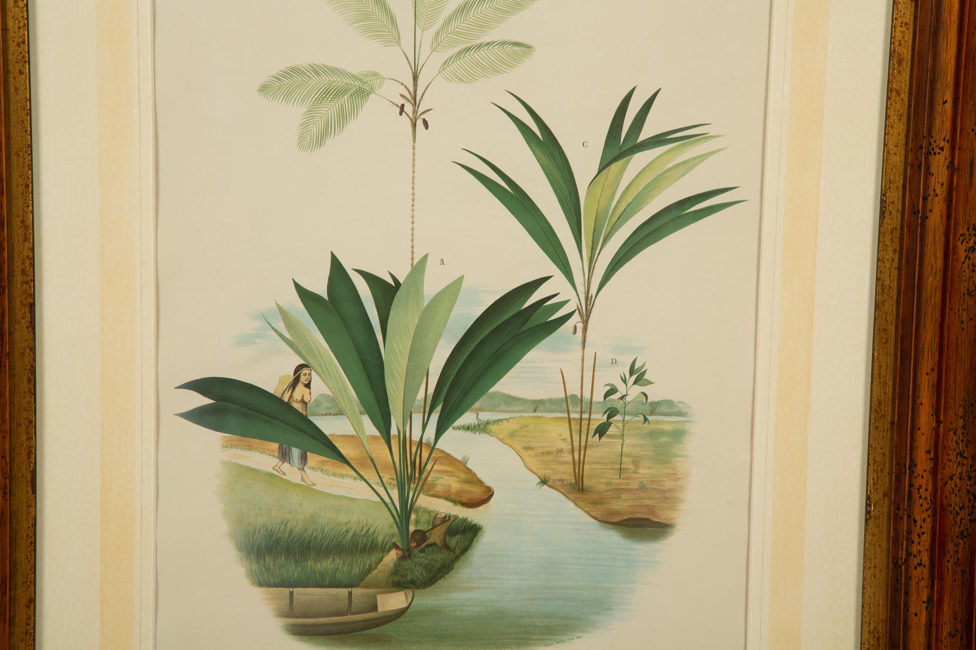 Bactria Constanciae, Astrocaryn Caudescens and Bactris Traillians, Bactric Concinnam, Bactria Bifida, and Amylocarpus Simplifrans, 1903