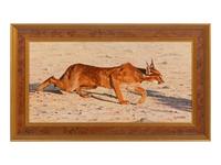 Caracal Study