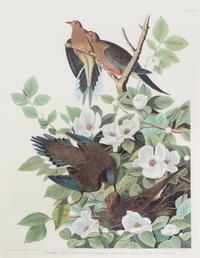 After John James Audubon (American, 1785-1851)