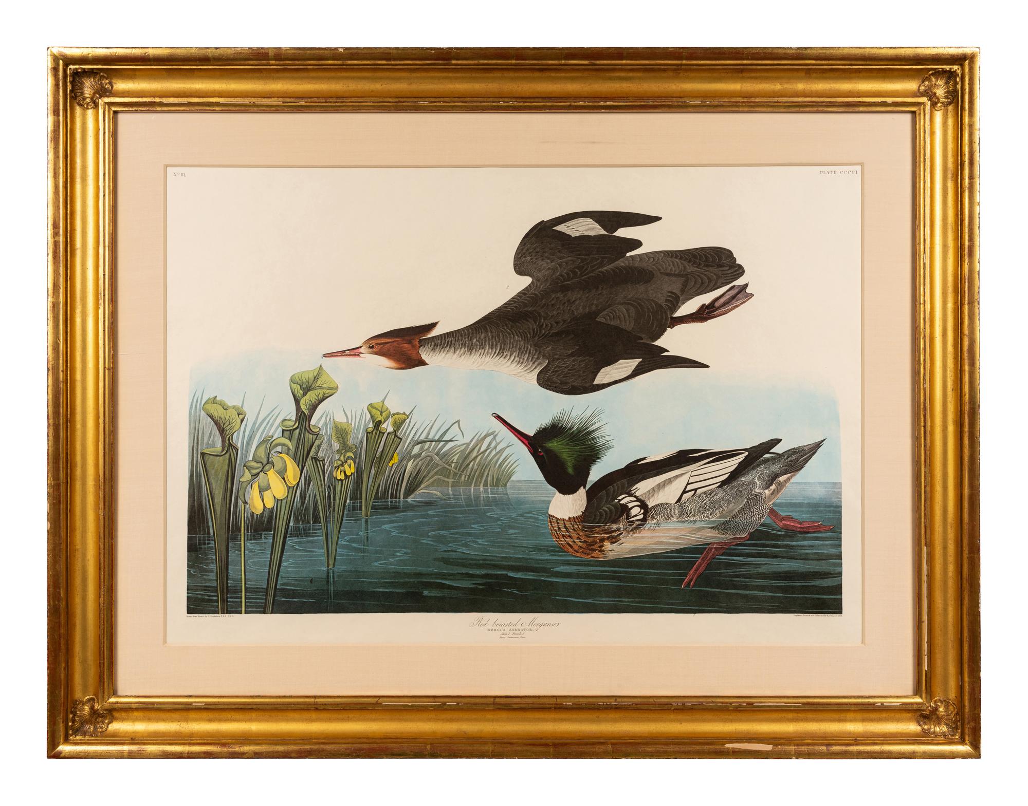 AUDUBON, John James (1785-1851), after Red-breasted Morganser (Plate CCCCI). Mergus Serrator . -- Common or Virginian Deer (Plate CXXXVI). Cervus Virginianus . -- The Jaguar (Plate CI). Felis Onca .--Spotted Grous (Plate CLXXVI). Tetrao Canadensis . -- Raccoon (Plate LXI). Procyon Lotor .