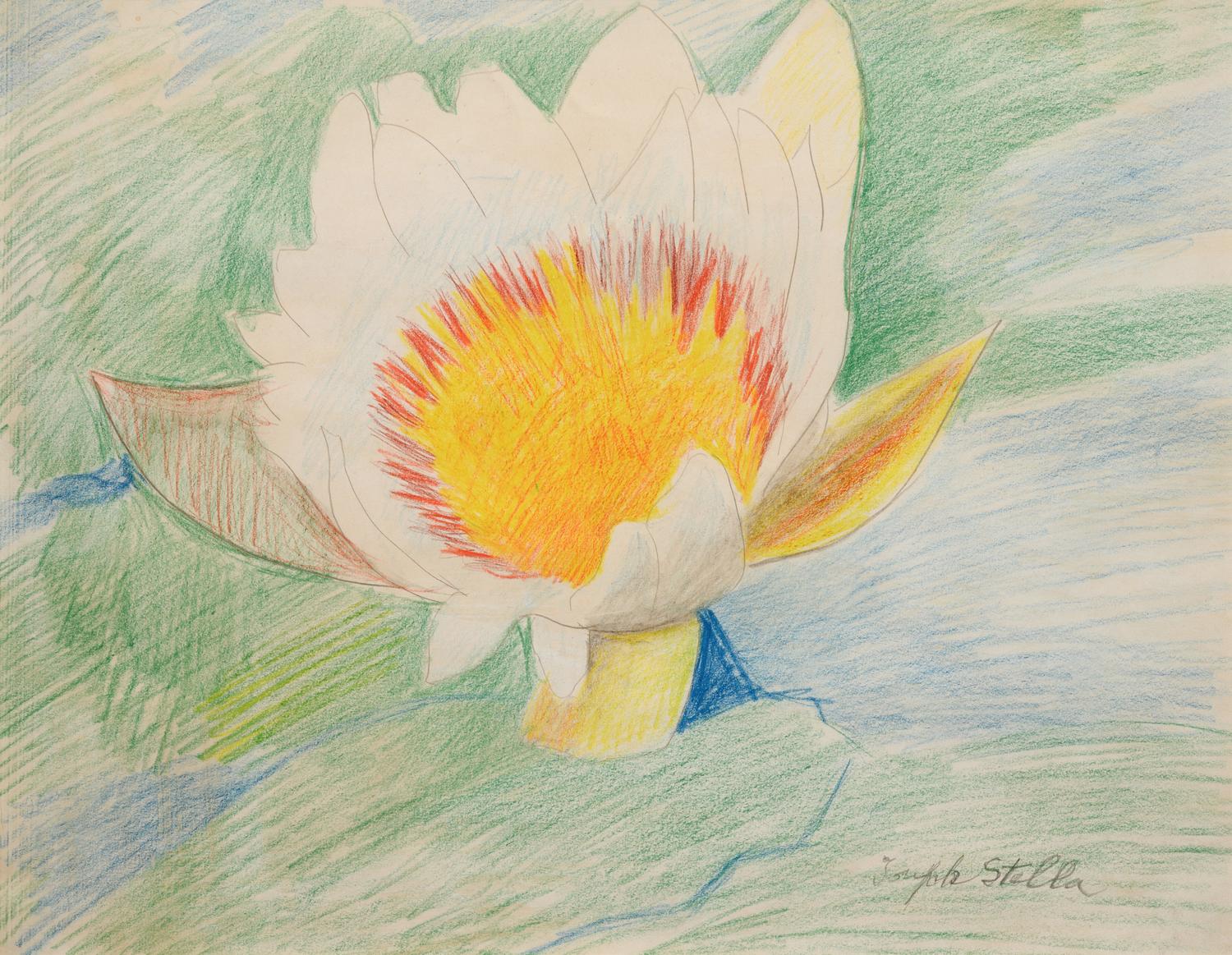 Waterlily