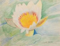Waterlily