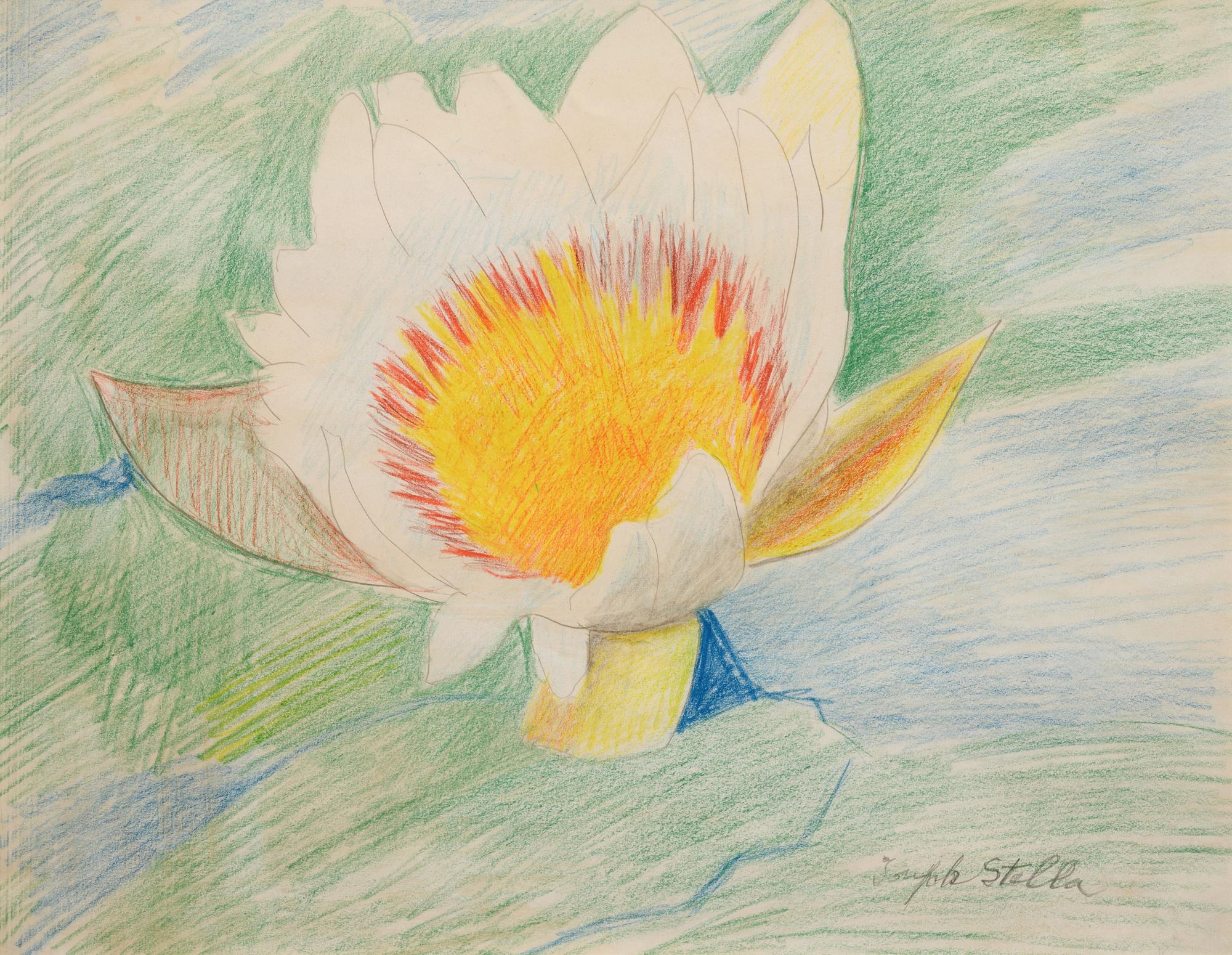 Waterlily