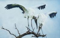 Woodstork Inspection , 2010