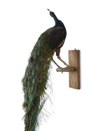 A Taxidermy Peacock ( Pavo cristatus)