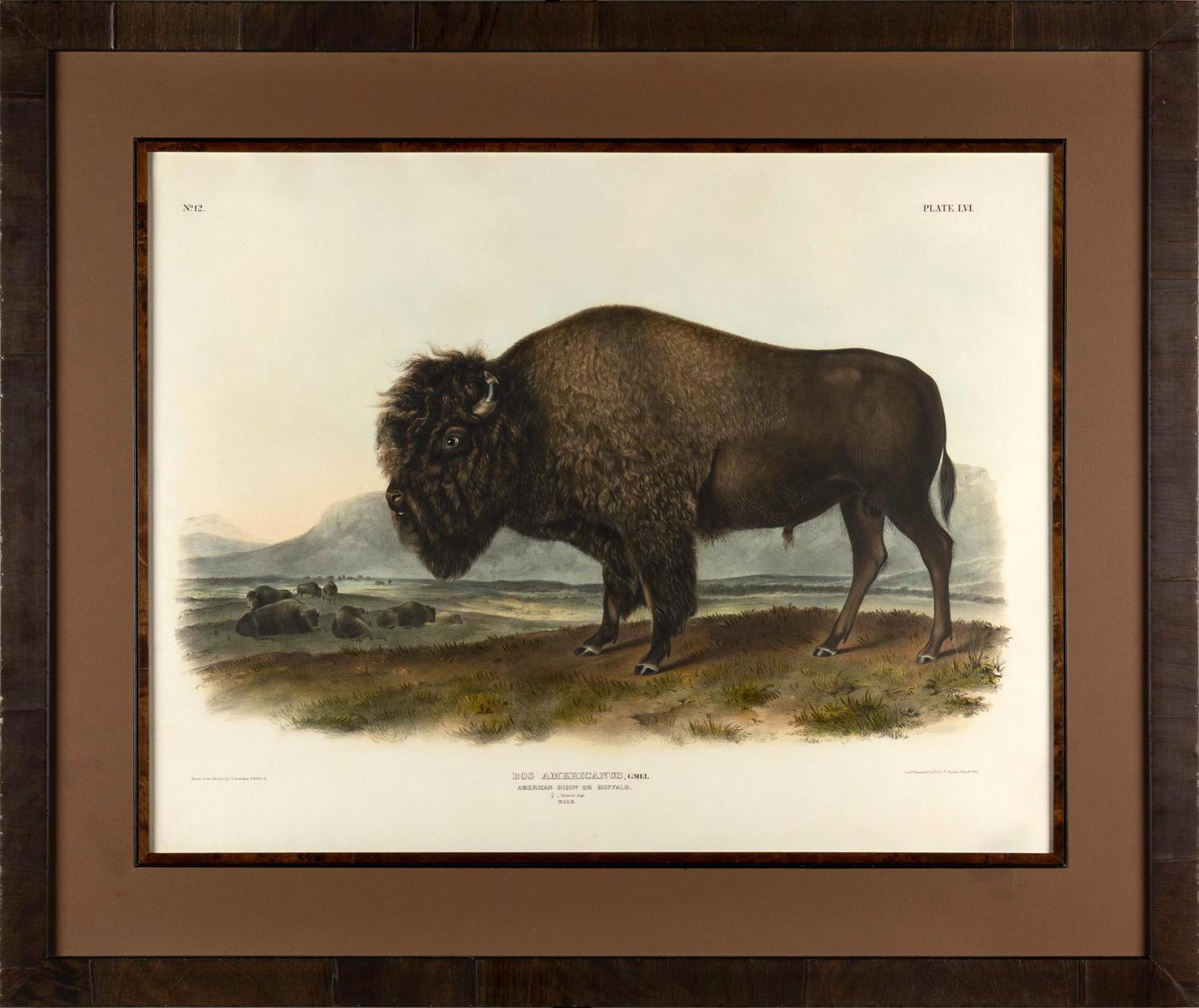 Audubon, John James (1785- 1851) American Bison or Buffalo (Plate LVI) Bos americanus