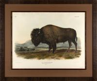Audubon, John James (1785- 1851) American Bison or Buffalo (Plate LVI) Bos americanus