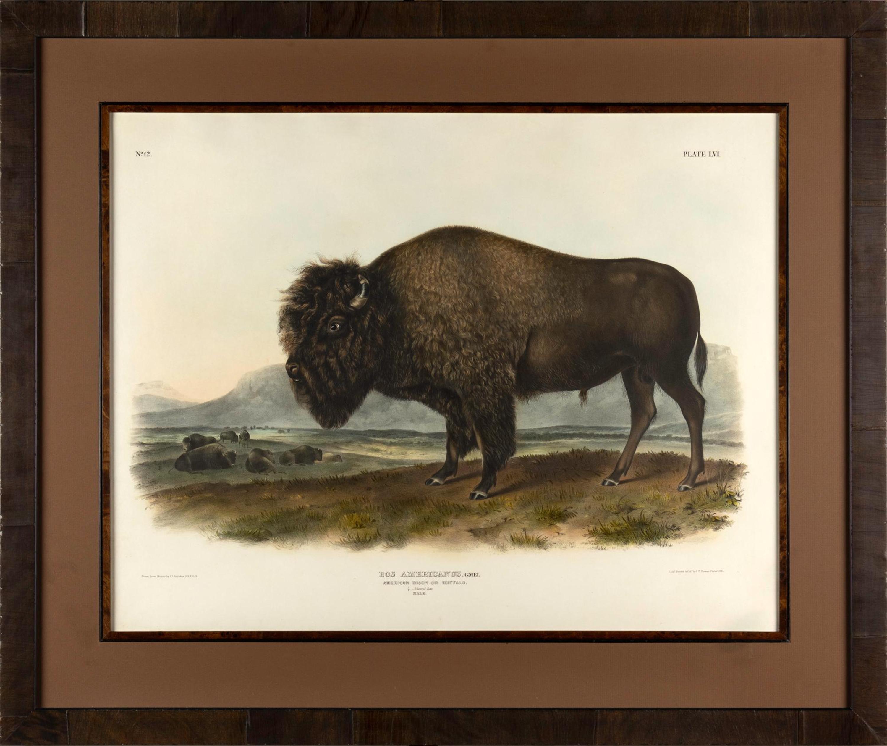 Audubon, John James (1785-1851) American Bison or Buffalo (Plate LVI) Bos americanus