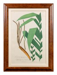 A Set of Eight Framed Botanical Chromolithographs — J Goffin Fils, Bruxelles