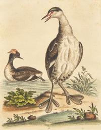 George Edwards (English, 1694-1773), A Set of Twelve Framed Hand-Colored Engravings Depicting Various Birds