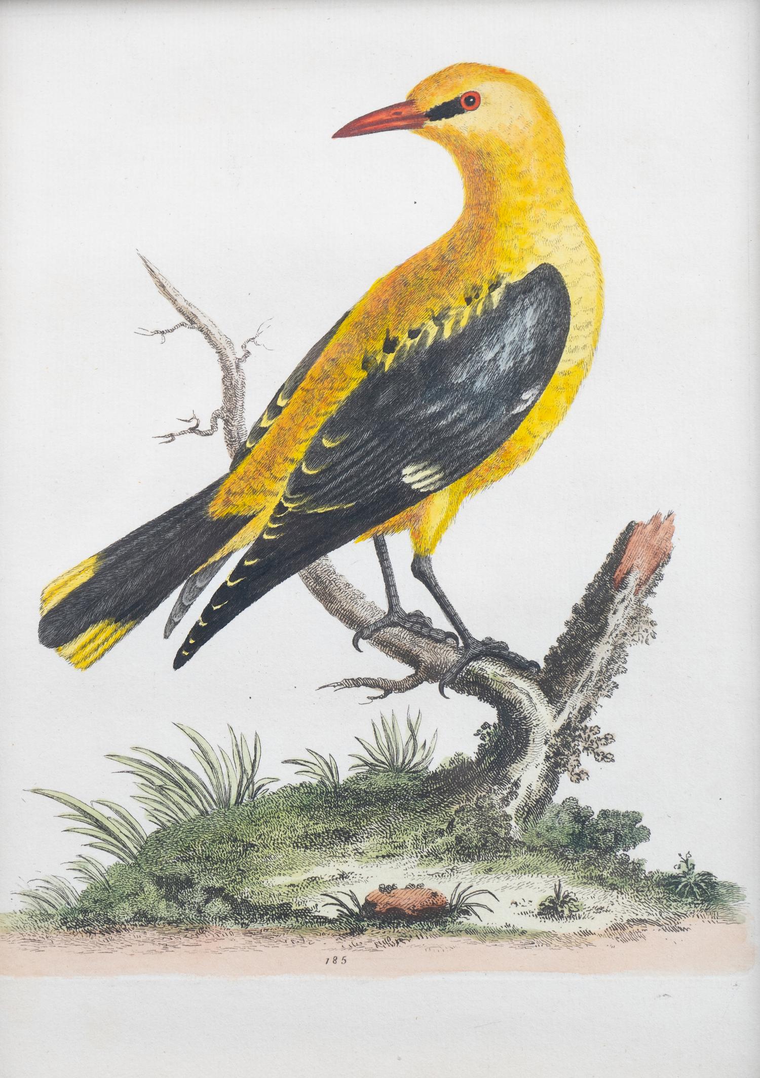 A Set of Eight Hand-Colored Engravings After George Edwards (British, 1694-1773) — LATE 19TH CENTURY