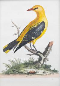 A Set of Eight Hand-Colored Engravings After George Edwards (British, 1694-1773) — LATE 19TH CENTURY
