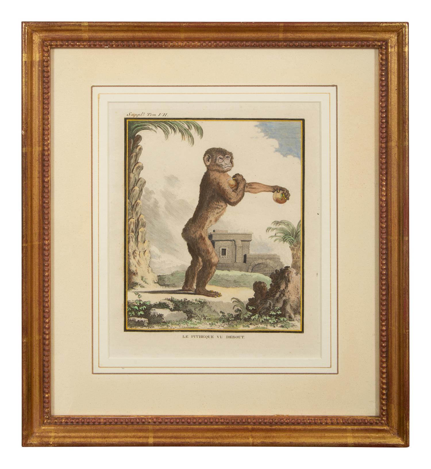 Four Framed Copper Plate Engravings from Le Comte de Buffon, Quadrupeds from Histoire Naturelle